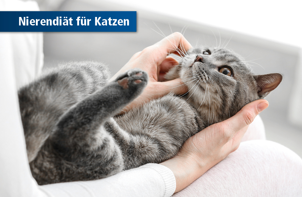 Katze
